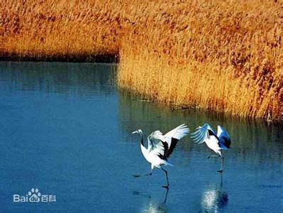 黑龙江东湖湿地省级自然保护区