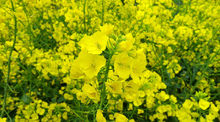 阜宁油菜花高清大图