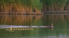 黄河故道湿地公园