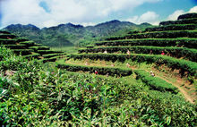 大北山生态茶园