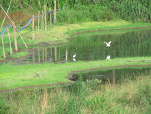 白鹭湖湿地公园